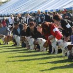 2016 Kennel Club of Palm Springs PCBC Supported Entry