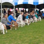 2016 Kennel Club of Palm Springs PCBC Supported Entry Sunday