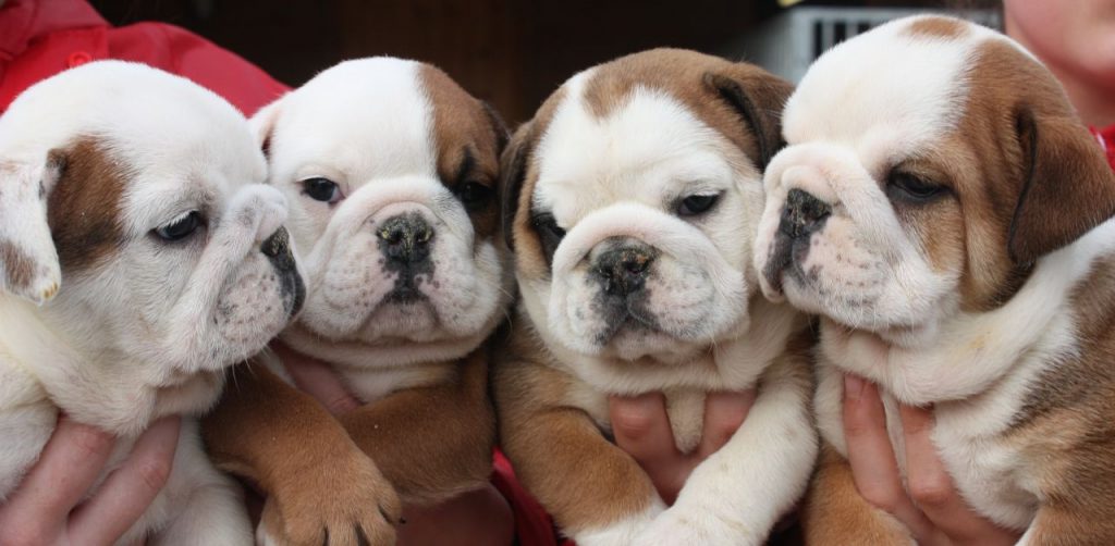 pacific bulldog puppies for sale